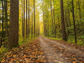 Обои дорога, лес, осень, road, forest, autumn разрешение 2560x1707 Загрузить