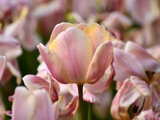 Обои макро, лепестки, тюльпаны, macro, petals, tulips разрешение 3000x1987 Загрузить