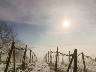Обои утро, туман, забор, виноградник, morning, fog, the fence, vineyard разрешение 2560x1555 Загрузить