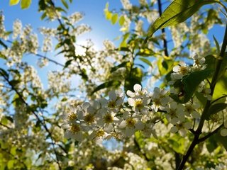 Обои цветы, макро, вишня, белые, соцветия, боке, flowers, macro, cherry, white, inflorescence, bokeh разрешение 4096x2304 Загрузить
