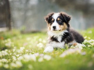 Обои цветы, собака, луг, щенок, австралийская овчарка, аусси, flowers, dog, meadow, puppy, australian shepherd, aussie разрешение 2048x1152 Загрузить