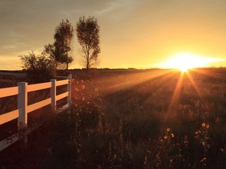 Обои цветы, деревья, восход, поле, горизонт, забор, солнечные лучи, flowers, trees, sunrise, field, horizon, the fence, the sun's rays разрешение 5616x3744 Загрузить