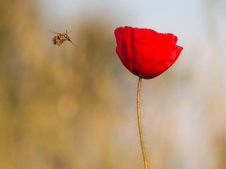 Обои макро, насекомое, цветок, красный, мак, стебель, macro, insect, flower, red, mac, stem разрешение 3712x2088 Загрузить