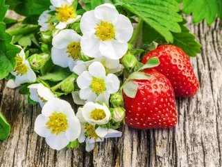 Обои цветы, клубника, ягоды, flowers, strawberry, berries разрешение 2880x1920 Загрузить