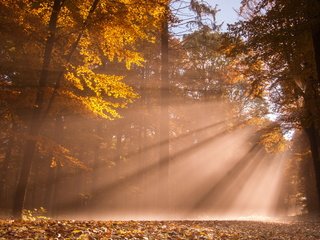 Обои свет, деревья, лес, осень, солнечные лучи, light, trees, forest, autumn, the sun's rays разрешение 2560x1714 Загрузить