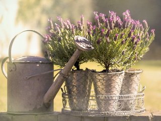 Обои цветы, лаванда, горшки, фотограф, лейка, just add water, julia martin, flowers, lavender, pots, photographer, lake разрешение 2046x1432 Загрузить
