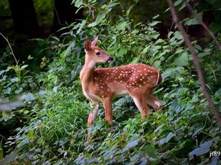 Обои лес, пятна, малыш, детеныш, заросли, олененок, forest, spot, baby, cub, thickets, fawn разрешение 2048x1365 Загрузить