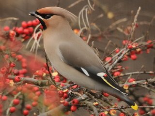 Обои ветки, птица, ягоды, рябина, свиристель, branches, bird, berries, rowan, the waxwing разрешение 1920x1274 Загрузить