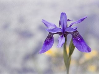 Обои макро, цветок, лепестки, стебель, ирис, macro, flower, petals, stem, iris разрешение 1920x1268 Загрузить