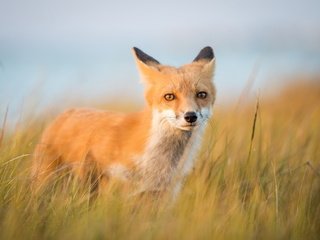 Обои природа, фон, лиса, nature, background, fox разрешение 2047x1299 Загрузить