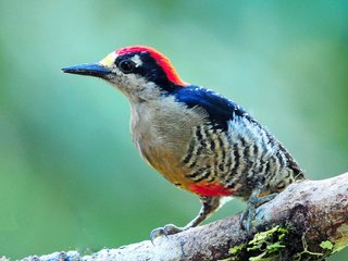 Обои ветка, цвет, птица, клюв, перья, дятел, branch, color, bird, beak, feathers, woodpecker разрешение 2048x1367 Загрузить
