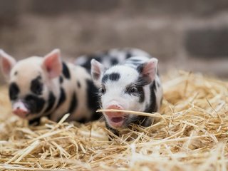 Обои фон, сено, солома, сарай, свиньи, поросята, background, hay, straw, the barn, pigs разрешение 1920x1282 Загрузить