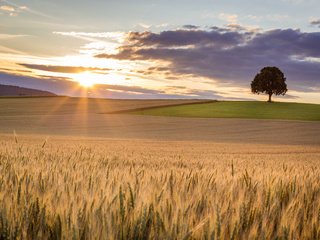 Обои небо, свет, солнце, дерево, поле, пшеница, the sky, light, the sun, tree, field, wheat разрешение 2880x1920 Загрузить