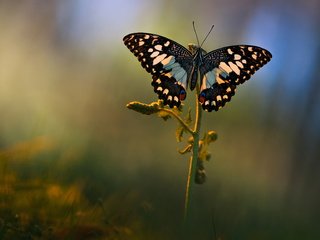 Обои макро, фон, лето, бабочка, поляна, растение, macro, background, summer, butterfly, glade, plant разрешение 2048x1152 Загрузить