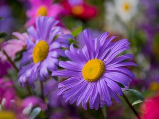 Обои цветы, макро, лепестки, астры, flowers, macro, petals, asters разрешение 2048x1365 Загрузить