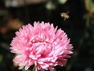 Обои макро, насекомое, цветок, пчела, розовая, хризантема, macro, insect, flower, bee, pink, chrysanthemum разрешение 4272x2848 Загрузить