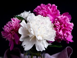 Обои цветение, черный фон, блака, пионы, flowering, black background, black, peonies разрешение 2780x2037 Загрузить