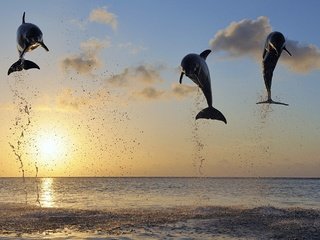 Обои закат, море, дельфины, sunset, sea, dolphins разрешение 2500x1406 Загрузить