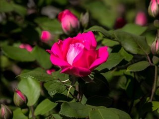 Обои цветы, бутоны, роза, куст, тёмно-розовая, flowers, buds, rose, bush, dark pink разрешение 1996x1350 Загрузить