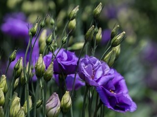 Обои цветы, бутоны, лепестки, размытость, стебли, эустома, flowers, buds, petals, blur, stems, eustoma разрешение 2048x1340 Загрузить