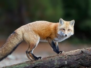 Обои взгляд, рыжая, лиса, хищник, лисица, хвост, look, red, fox, predator, tail разрешение 2048x1286 Загрузить