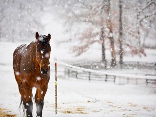 Обои лошадь, снег, природа, конь, horse, snow, nature разрешение 4368x2912 Загрузить