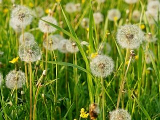 Обои трава, лето, пушистый, луг, одуванчики, grass, summer, fluffy, meadow, dandelions разрешение 3000x1899 Загрузить