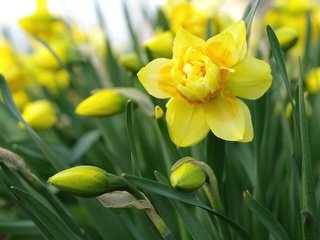 Обои желтый, макро, нарцисс, yellow, macro, narcissus разрешение 2232x1495 Загрузить