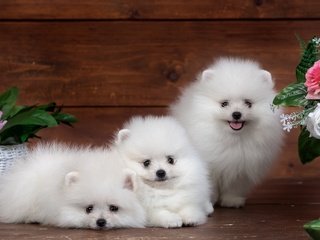 Обои цветы, пушистый, белый, щенок, забавные, трио, милый, шпиц, flowers, fluffy, white, puppy, funny, trio, cute, spitz разрешение 3200x2095 Загрузить