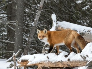 Обои деревья, снег, лес, рыжая, лиса, хищник, лисица, trees, snow, forest, red, fox, predator разрешение 2048x1365 Загрузить