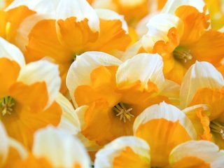 Обои цветы, макро, лепестки, много, нарциссы, желтые, flowers, macro, petals, a lot, daffodils, yellow разрешение 2048x1283 Загрузить