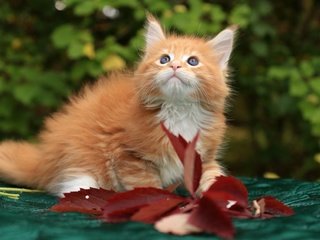 Обои котенок, рыжий, мейн-кун, kitty, red, maine coon разрешение 1920x1215 Загрузить