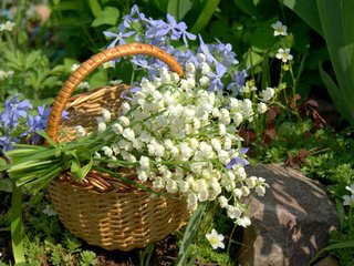 Обои цветы, природа, ландыши, корзина, барвинок, flowers, nature, lilies of the valley, basket, periwinkle разрешение 1920x1175 Загрузить