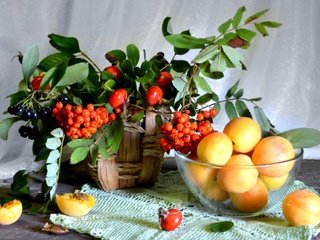 Обои фрукты, шиповник, абрикос, ягоды, натюрморт, рябина, арония, fruit, briar, apricot, berries, still life, rowan, aronia разрешение 2000x1289 Загрузить