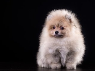 Обои пушистый, щенок, шпиц, fluffy, puppy, spitz разрешение 3000x1977 Загрузить