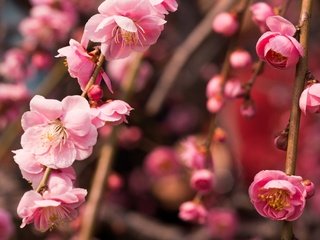 Обои дерево, цветение, макро, ветки, весна, розовый, слива, tree, flowering, macro, branches, spring, pink, drain разрешение 2048x1365 Загрузить