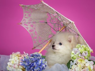 Обои белый, щенок, зонтик, гортензия, шпиц, white, puppy, umbrella, hydrangea, spitz разрешение 3000x1862 Загрузить