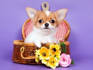 Обои цветы, корзина, чихуахуа, flowers, basket, chihuahua разрешение 3300x2190 Загрузить