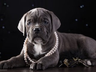 Обои щенок, ожерелье, красавец, кане-корсо, puppy, necklace, handsome, cane corso разрешение 3300x2090 Загрузить