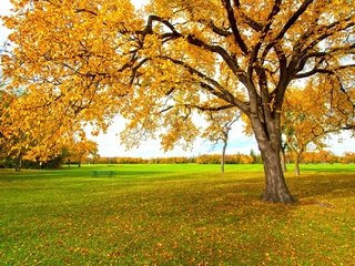 Обои дерево, желтый, листья, осень, tree, yellow, leaves, autumn разрешение 2048x1360 Загрузить