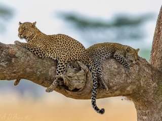 Обои дерево, хищник, отдых, леопарды, tree, predator, stay, leopards разрешение 1940x1281 Загрузить