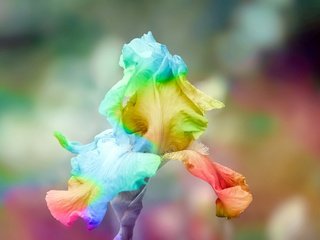 Обои цветок, радуга, ирис, радужный ирис, flower of iris, flower, rainbow, iris, rainbow iris разрешение 2048x1365 Загрузить