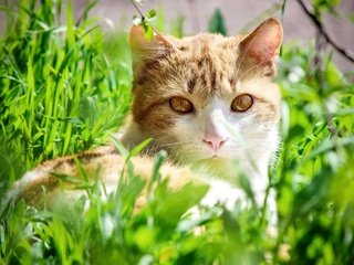 Обои трава, кот, взгляд, желтоглазый, grass, cat, look, yellow eyes разрешение 2100x1376 Загрузить