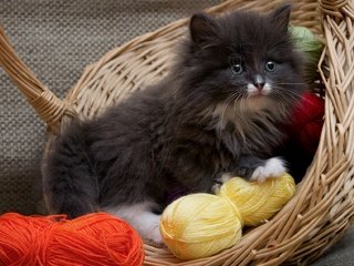 Обои кошка, котенок, пушистый, корзина, нитки, cat, kitty, fluffy, basket, thread разрешение 1920x1255 Загрузить