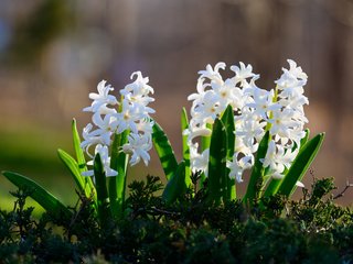Обои белые, боке, гиацинты, фото цветов, white, bokeh, hyacinths, photo colors разрешение 2048x1367 Загрузить