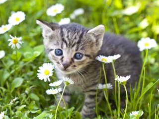 Обои цветы, мордочка, взгляд, котенок, ромашки, малыш, flowers, muzzle, look, kitty, chamomile, baby разрешение 2048x1413 Загрузить