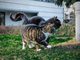 Обои парк, лето, кошки, сладкая парочка, park, summer, cats, sweet couple разрешение 1920x1280 Загрузить