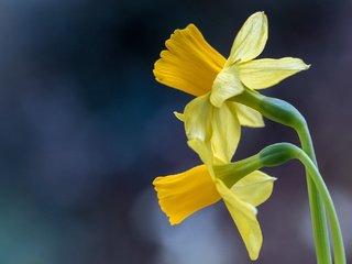 Обои макро, фон, нарциссы, дуэт, macro, background, daffodils, duo разрешение 2048x1365 Загрузить