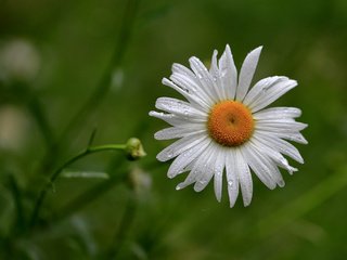 Обои макро, капли, лепестки, ромашка, macro, drops, petals, daisy разрешение 2048x1365 Загрузить