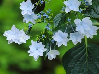 Обои макро, цветки, гортензия, macro, flowers, hydrangea разрешение 2048x1365 Загрузить